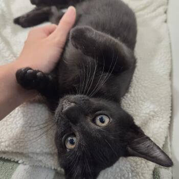 Chulo (Chulisimo) -  Domestic Short Hair Cat for Adoption in Wilmington, North Carolina - Chulo (Chulisimo) | PetCurious