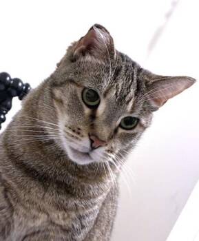 Domestic Medium Hair and Domestic Short Hair Cats Available for Adoption - Kat | PetCurious