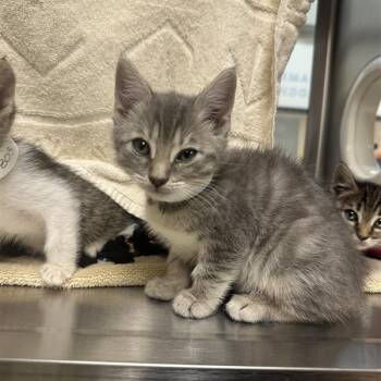 Domestic Short Hair Cats Available for Adoption in Pasadena, California - Princess Von Karmen | PetCurious