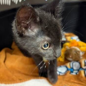 Sebastian -  Domestic Short Hair Cat for Adoption in Charlottesville, Virginia - Sebastian | PetCurious