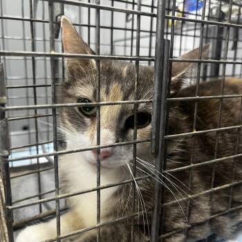 Charlotte -  Domestic Short Hair Cat for Adoption in Summerville, South Carolina - Charlotte | PetCurious
