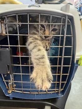 Domestic Short Hair Cats Available for Adoption in Fort Walton Beach, Florida - TETIA | PetCurious