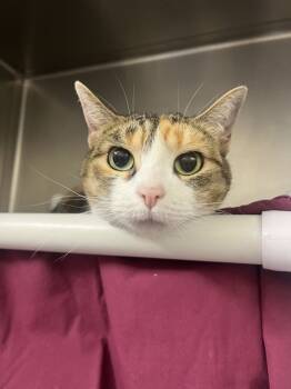 Rescue Domestic Short Hair Cats for Adoption in Santa Rosa, California - Little Bit | PetCurious