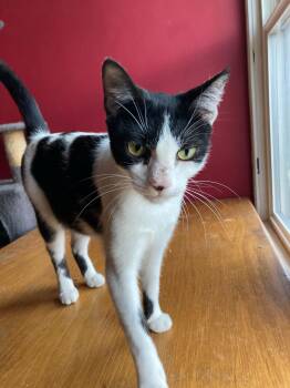 Rescue Domestic Short Hair Cats for Adoption in Seattle, Washington - Mrs. White | PetCurious