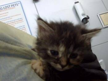 AUTUM -  Domestic Long Hair Cat for Adoption in Dallas, Texas - AUTUM | PetCurious