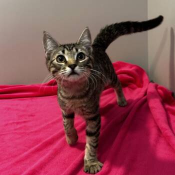Chapter -  Domestic Short Hair Cat for Adoption in Hattiesburg, Mississippi - Chapter | PetCurious
