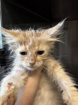Magnolia (pink collar) -  Domestic Short Hair Cat for Adoption in Lafayette, Indiana - Magnolia (pink Collar) | PetCurious