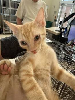 Tiger -  Domestic Short Hair Cat for Adoption in Farmers Branch, Texas - Tiger | PetCurious