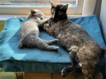 Rescue American Shorthair Cats for Adoption in Murfreesboro, Tennessee - Sparkler | PetCurious