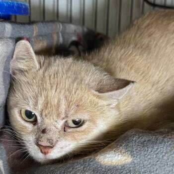 Lucky -  Domestic Short Hair Cat for Adoption in Saginaw, Michigan - Lucky | PetCurious