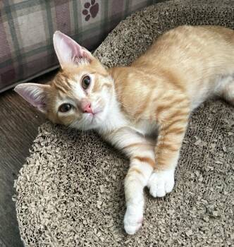 Clutch -  Domestic Short Hair Cat for Adoption in Hardeeville, South Carolina - Clutch | PetCurious