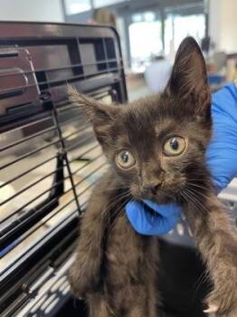 Taffy -  Domestic Short Hair Cat for Adoption in West Chester, Pennsylvania - Taffy | PetCurious