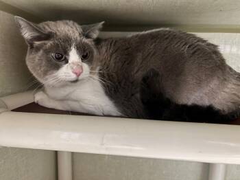 Dusty -  Domestic Short Hair Cat for Adoption in Marion, Ohio - Dusty | PetCurious