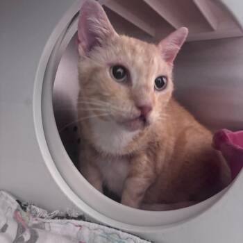 Brando -  Domestic Short Hair Cat for Adoption in Norman, Oklahoma - Brando | PetCurious