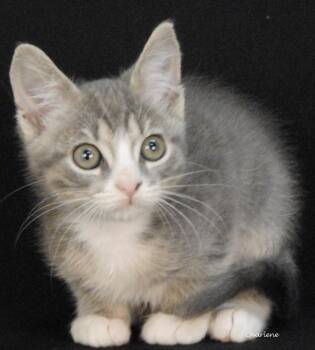 Roman Candle -  Domestic Short Hair Cat for Adoption in Newland, North Carolina - Roman Candle | PetCurious