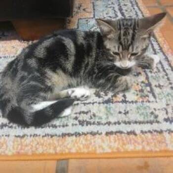 Carmen -  Domestic Short Hair Cat for Adoption in West Palm Beach, Florida - Carmen | PetCurious