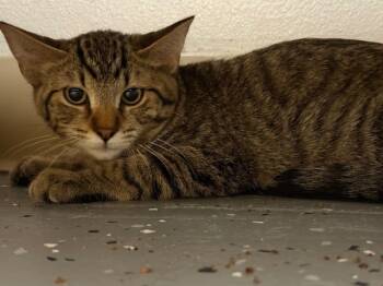 Rescue Tabby Cats for Adoption in Grand Junction, Colorado - Blaze | PetCurious