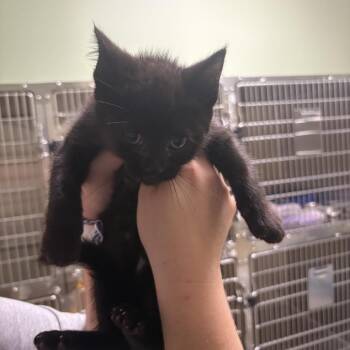 Yeller -  Domestic Short Hair Cat for Adoption in Clavet, Saskatchewan - Yeller | PetCurious