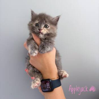 Applejack -  Domestic Long Hair Cat for Adoption in Bethel, Ohio - Applejack | PetCurious