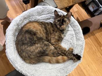 Poppy -  American Shorthair Cat for Adoption in Fredericksburg, Virginia - Poppy | PetCurious