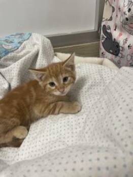Praline -  Tabby Cat for Adoption in Parlier, California - Praline | PetCurious