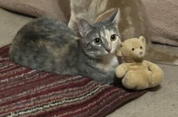 Alani -  Domestic Short Hair Cat for Adoption in Choctaw, Oklahoma - Alani | PetCurious