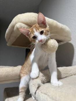 Baguette -  Domestic Medium Hair and Domestic Short Hair Cat for Adoption in Divide, Colorado - Baguette | PetCurious
