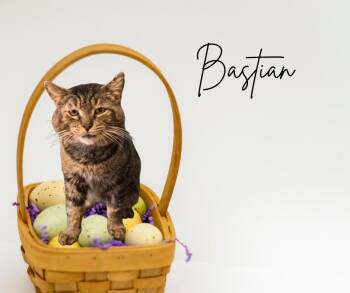 Domestic Short Hair Cats Available for Adoption - Bastian (FIV+) | PetCurious