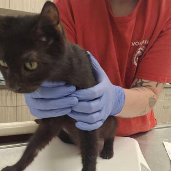 Porcini -  Domestic Short Hair Cat for Adoption in Chattanooga, Tennessee - Porcini | PetCurious