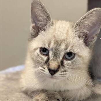 Sheldon -  Siamese Cat for Adoption in Madison, Wisconsin - Sheldon | PetCurious