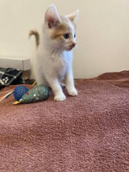 Crown -  Domestic Short Hair Cat for Adoption in New Cumberland, West Virginia - Crown | PetCurious