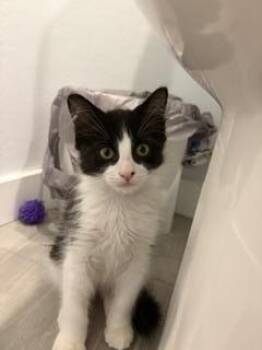 Zero Halloway -  Domestic Medium Hair and Tuxedo Cat for Adoption in Chandler, Arizona - Zero Halloway | PetCurious