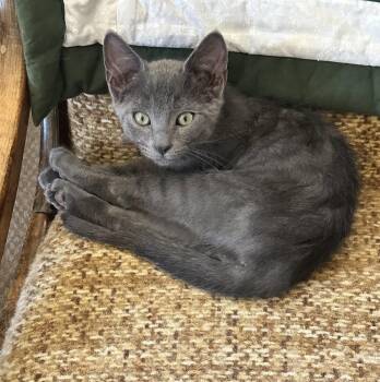 Dipper - Playful, Purry, and Full of Love -  Domestic Short Hair Cat for Adoption in Prescott, Arizona - Dipper - Playful, Purry, And Full Of Love | PetCurious