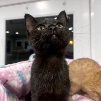 Baby -  Domestic Short Hair Cat for Adoption in Durham, North Carolina - Baby | PetCurious