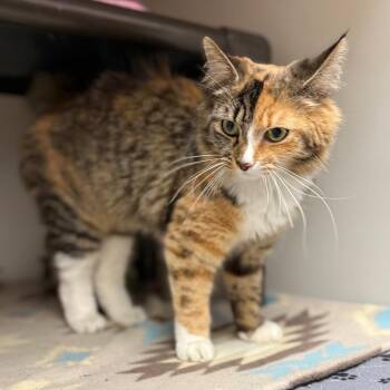 Domestic Medium Hair Cats Available for Adoption - Daphne | PetCurious