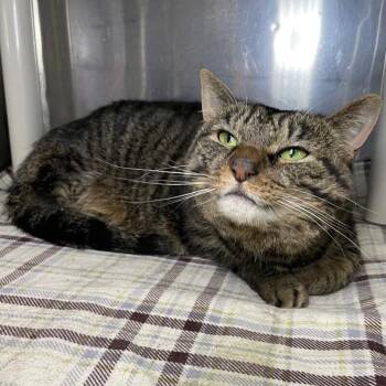 Fern -  Domestic Short Hair Cat for Adoption in Roanoke, Virginia - Fern | PetCurious