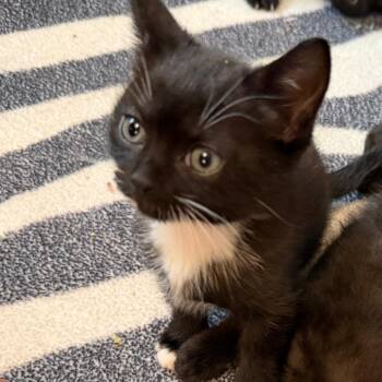 Domestic Short Hair Cats Available for Adoption in Juno Beach, Florida - Falcor | PetCurious