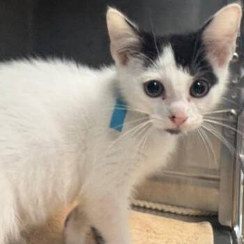 Colorado -  Domestic Short Hair Cat for Adoption in East Hanover, New Jersey - Colorado | PetCurious