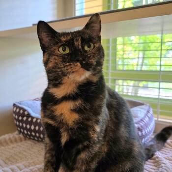 Rescue Domestic Short Hair Cats for Adoption in Kailua-kona, Hawaii - Autumn | PetCurious