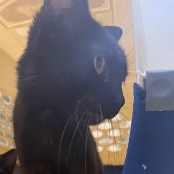 Bun -  Domestic Short Hair Cat for Adoption in Winston-salem, North Carolina - Bun | PetCurious