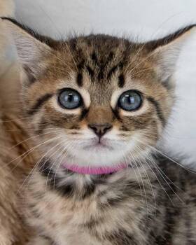 Susie -  Domestic Short Hair and Tabby Cat for Adoption in Kennesaw, Georgia - Susie | PetCurious