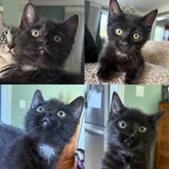 IMAX -  Domestic Short Hair Cat for Adoption in Wyandotte, Michigan - IMAX | PetCurious