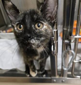 Evelyn -  Domestic Short Hair Cat for Adoption in Gainesville, Florida - Evelyn | PetCurious
