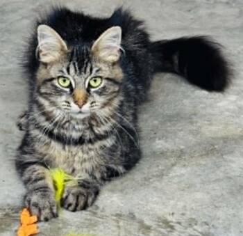 Penny -  Tabby Cat for Adoption in Beckley, West Virginia - Penny | PetCurious