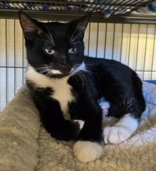 Rescue Domestic Short Hair Cats for Adoption in Blountville, Tennessee - Mitchell | PetCurious