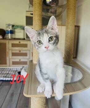 Rescue Domestic Short Hair Cats for Adoption in Lafayette, Colorado - Joy | PetCurious