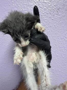 61565265 -  Domestic Short Hair Cat for Adoption in El Paso, Texas - 61565265 | PetCurious
