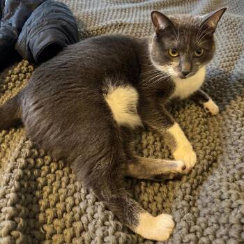 Jade -  Domestic Short Hair Cat for Adoption in Asheville, North Carolina - Jade | PetCurious