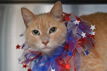 Domestic Short Hair and Tiger Cats Available for Adoption in Sanford, Florida - Louisa (FIV Positive) | PetCurious