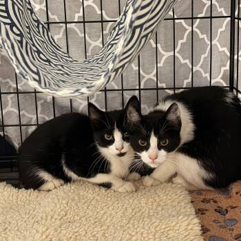 Penelope -  Domestic Short Hair Cat for Adoption in Vallejo, California - Penelope | PetCurious